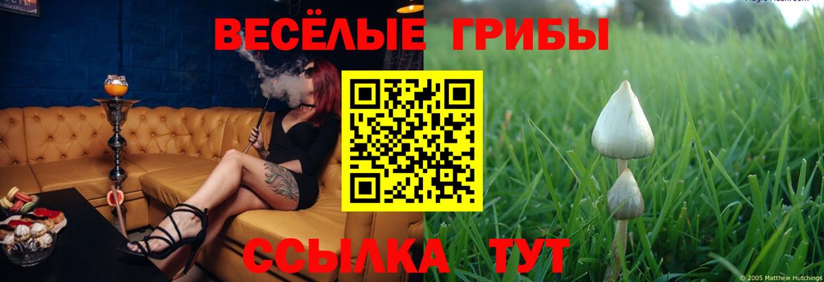 Псилоцибиновые грибы мицелий Соль-Илецк